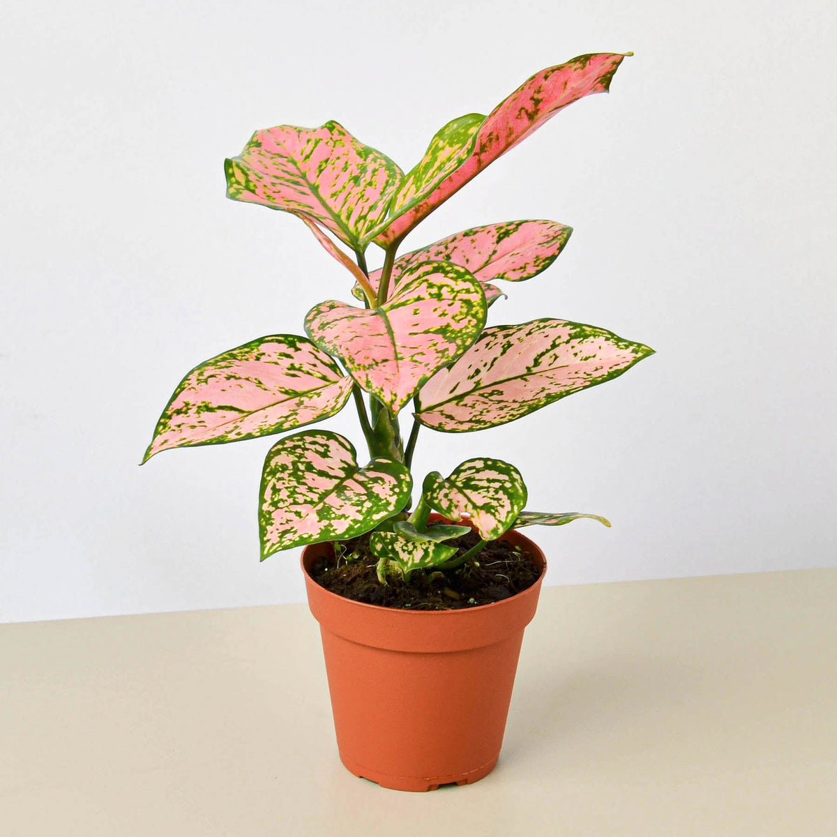 Chinese Evergreen Lady Valentine plant with pink-green variegated leaves in terracotta pot on Tampa Home & Garden Store