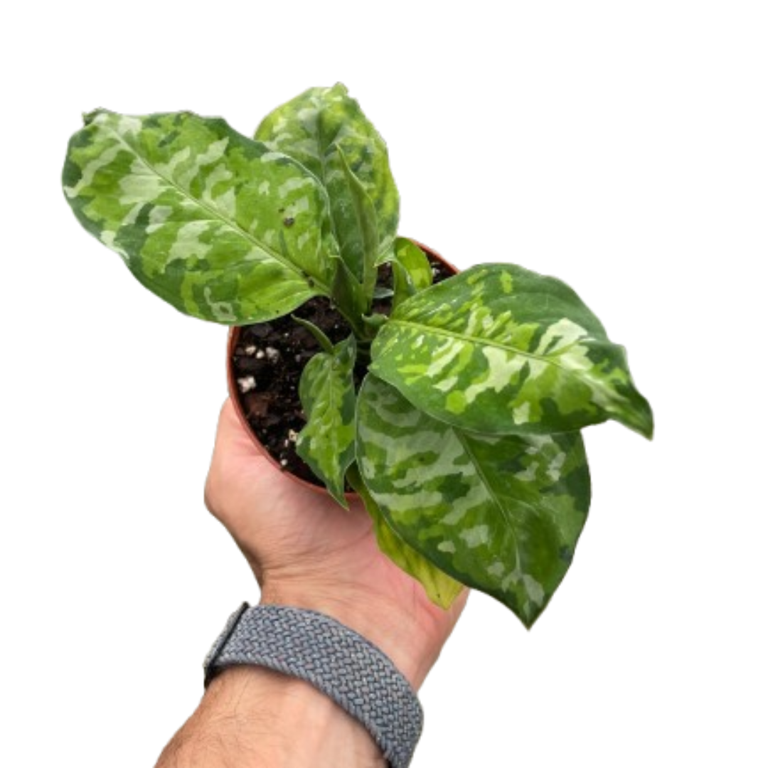 Chinese Evergreen Pictum Tricolor 4-inch plant with variegated leaves on Tampa Home & Garden Store