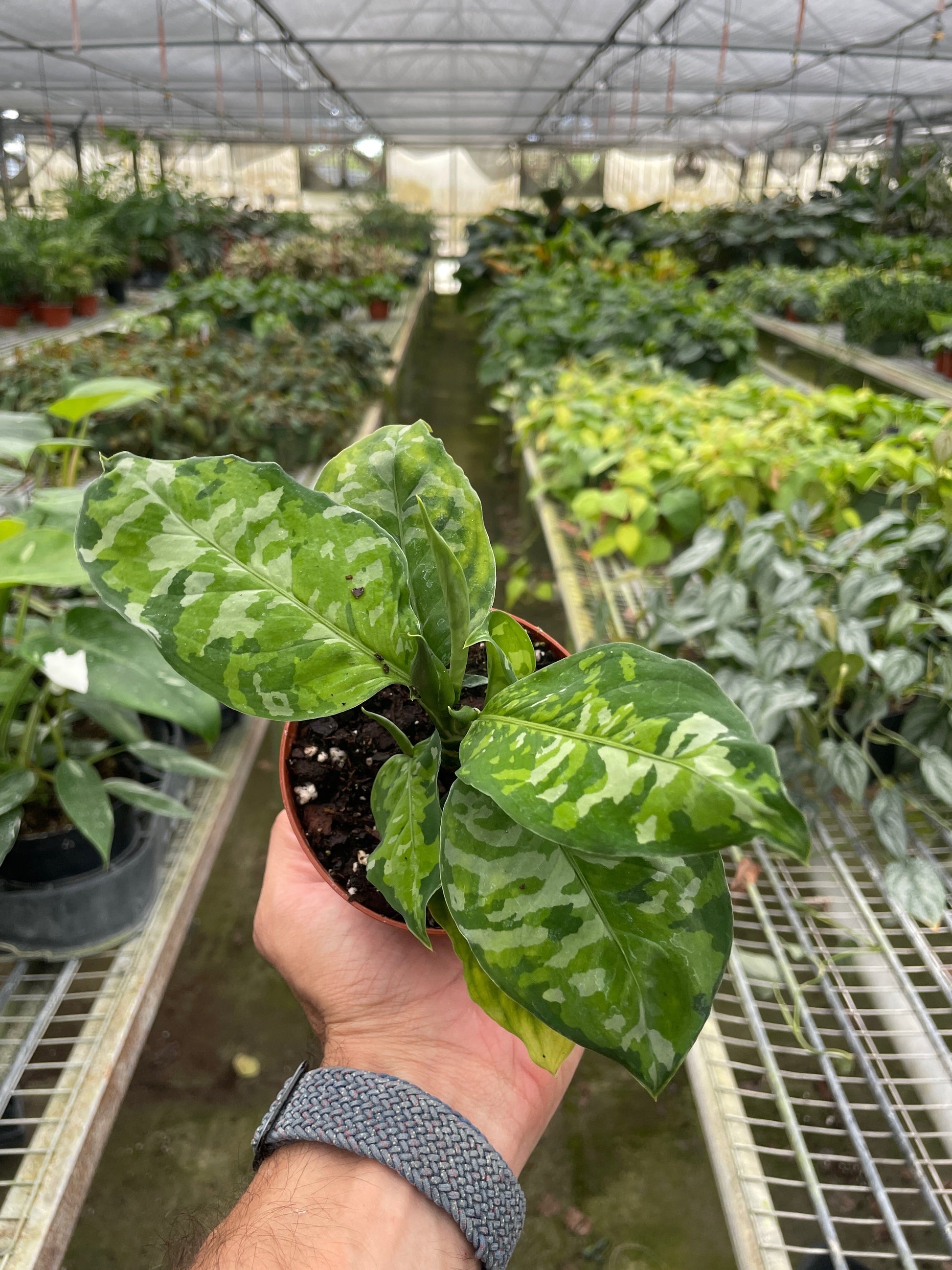 Chinese Evergreen Pictum Tricolor plant in a 4-inch pot with variegated green leaves on Tampa Home & Garden Store