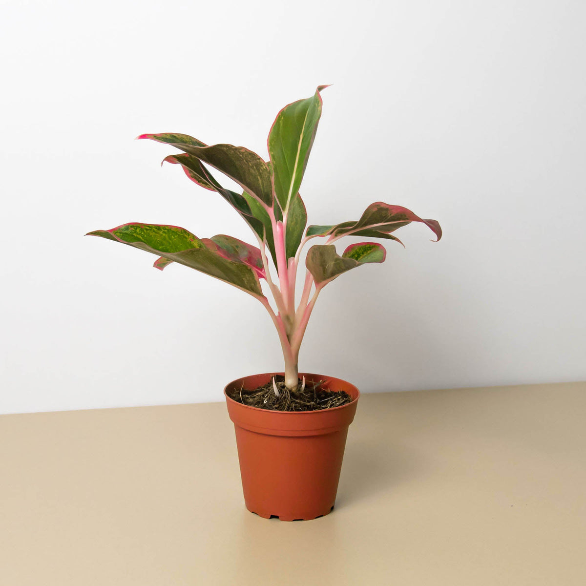 Chinese Evergreen Red Siam indoor plant with pink stems and pink-edged leaves in a pot on Tampa Home & Garden Store