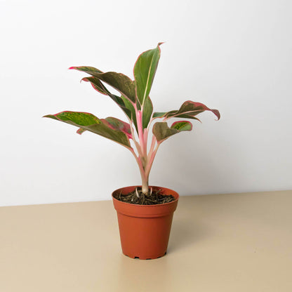 Chinese Evergreen Red Siam indoor plant with pink stems and pink-edged leaves in a pot on Tampa Home & Garden Store