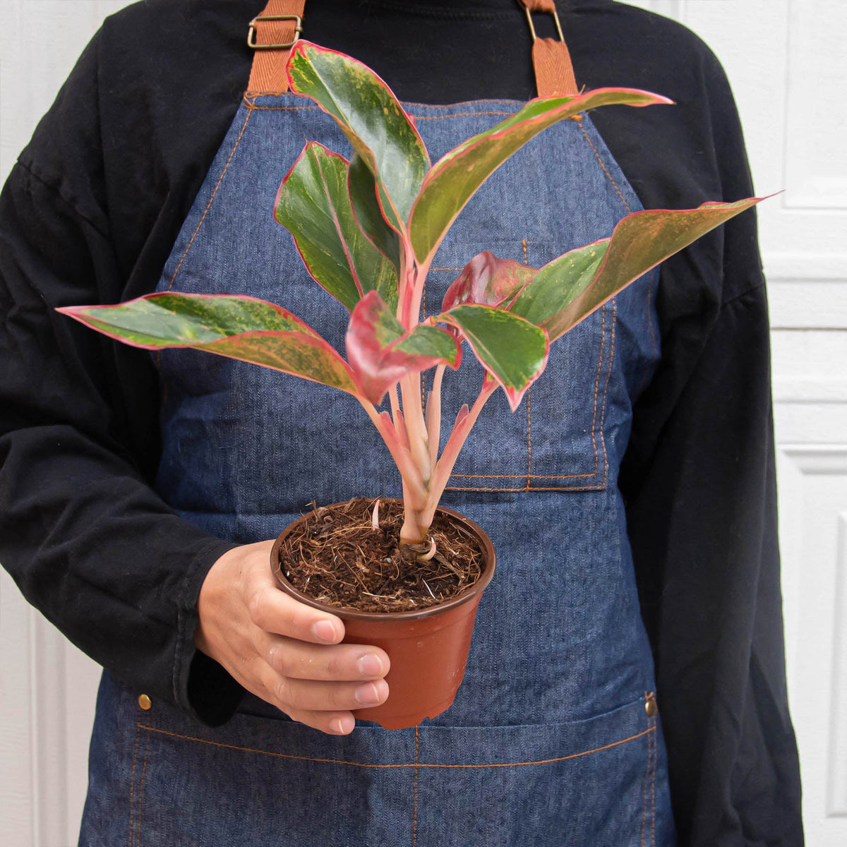 Chinese Evergreen Red Siam indoor plant with green leaves and pink edges in a brown pot on Tampa Home & Garden Store
