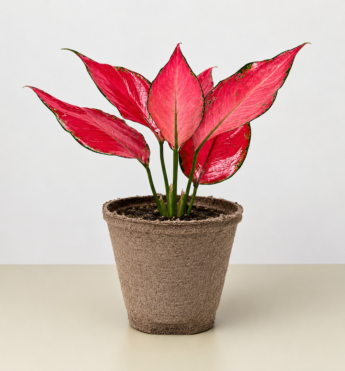 Chinese evergreen Ruby Garuda 4in plant in brown pot with pink-red leaves Rooted Treasures Farms on Tampa Home & Garden Store