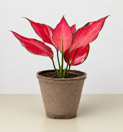 Chinese evergreen Ruby Garuda 4in plant in brown pot with pink-red leaves Rooted Treasures Farms on Tampa Home & Garden Store