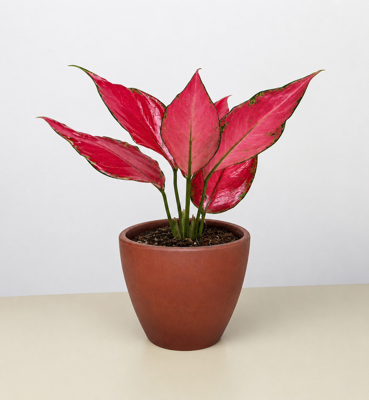Chinese Evergreen Ruby Garuda 4in plant with pink-red leaves in pot Rooted Treasures Farms on Tampa Home & Garden Store