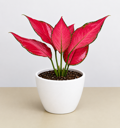 Chinese evergreen Ruby Garuda 4in plant with pink leaves edged in green Rooted Treasures Farms on Tampa Home & Garden Store