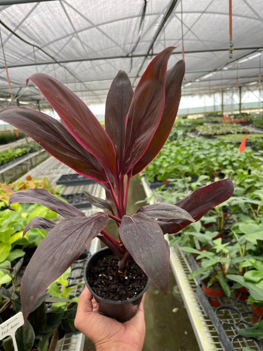 Cordyline Calypso Queen indoor plant with burgundy leaves in a pot by House Plant Shop on Tampa Home & Garden Store