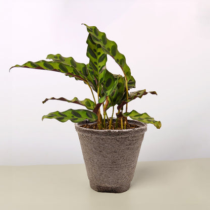 Calathea Lancifolia Rattlesnake indoor plant with green patterned leaves in a gray pot on Tampa Home & Garden Store