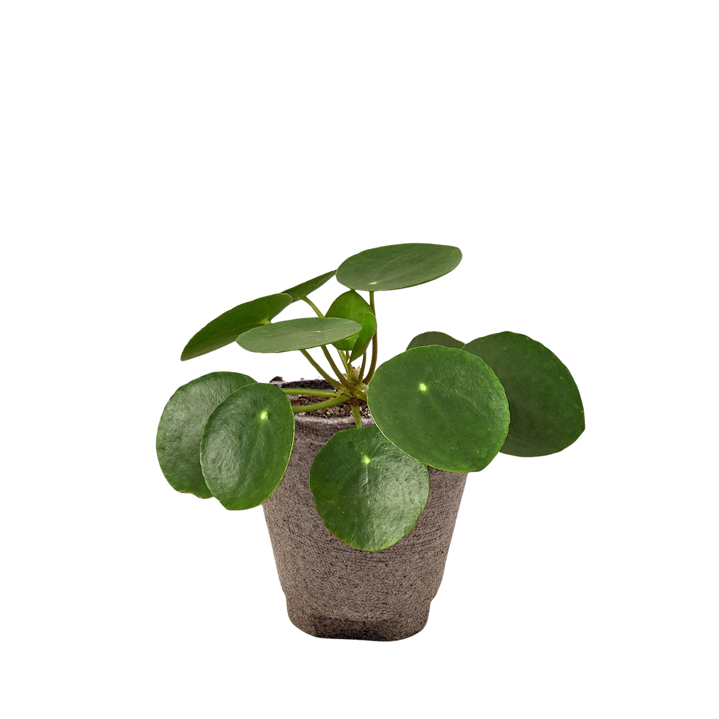 Pilea Peperomioides Chinese Money plant with round green glossy leaves in a textured pot on Tampa Home & Garden Store