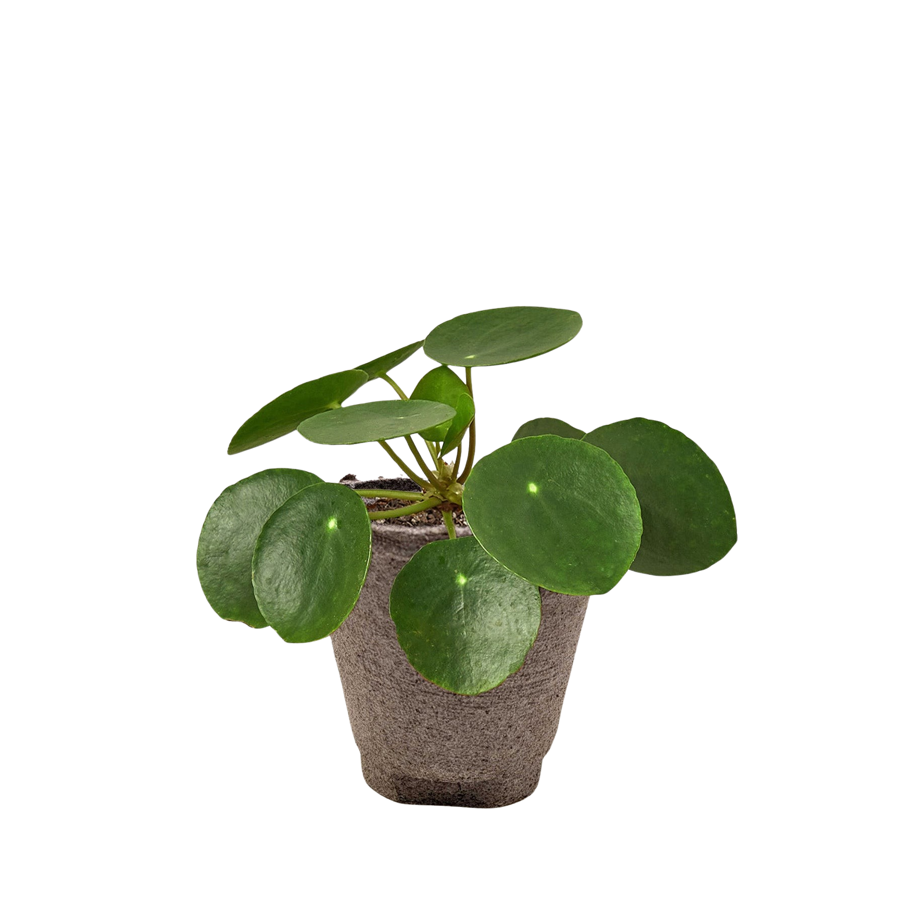 Pilea Peperomioides Chinese Money plant with round green glossy leaves in a textured pot on Tampa Home & Garden Store