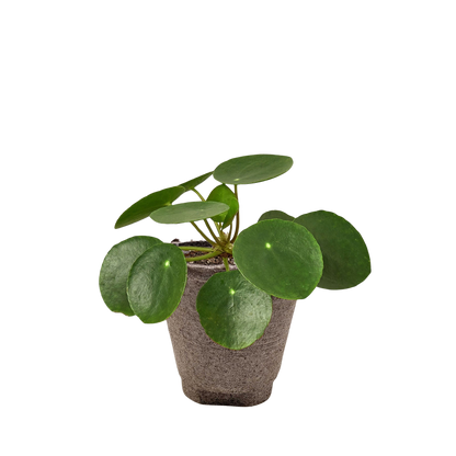 Pilea Peperomioides Chinese Money plant with round green glossy leaves in a textured pot on Tampa Home & Garden Store