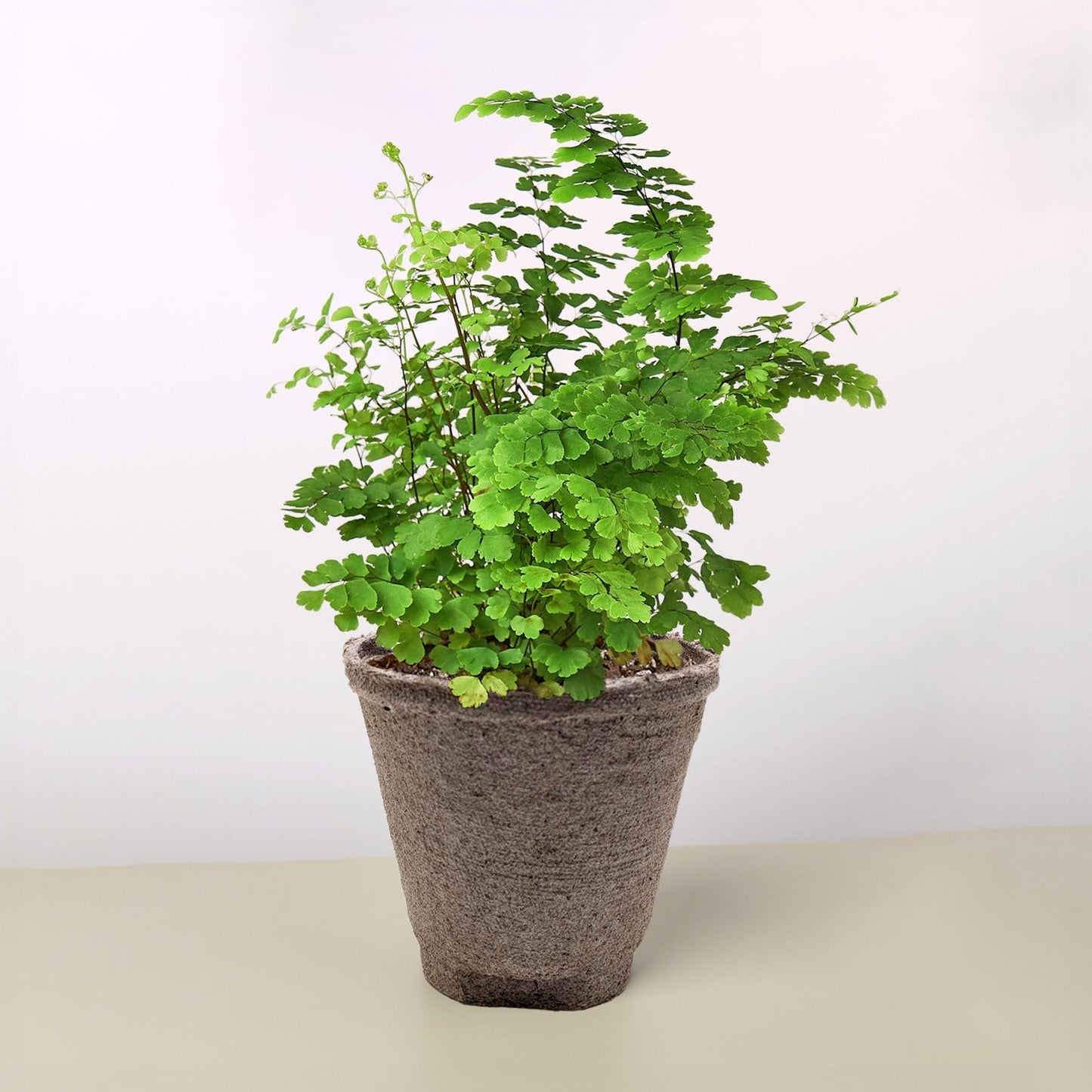 Maidenhair Fern indoor plant by Rooted Treasures Farms with lush green fronds in a gray pot on Tampa Home & Garden Store