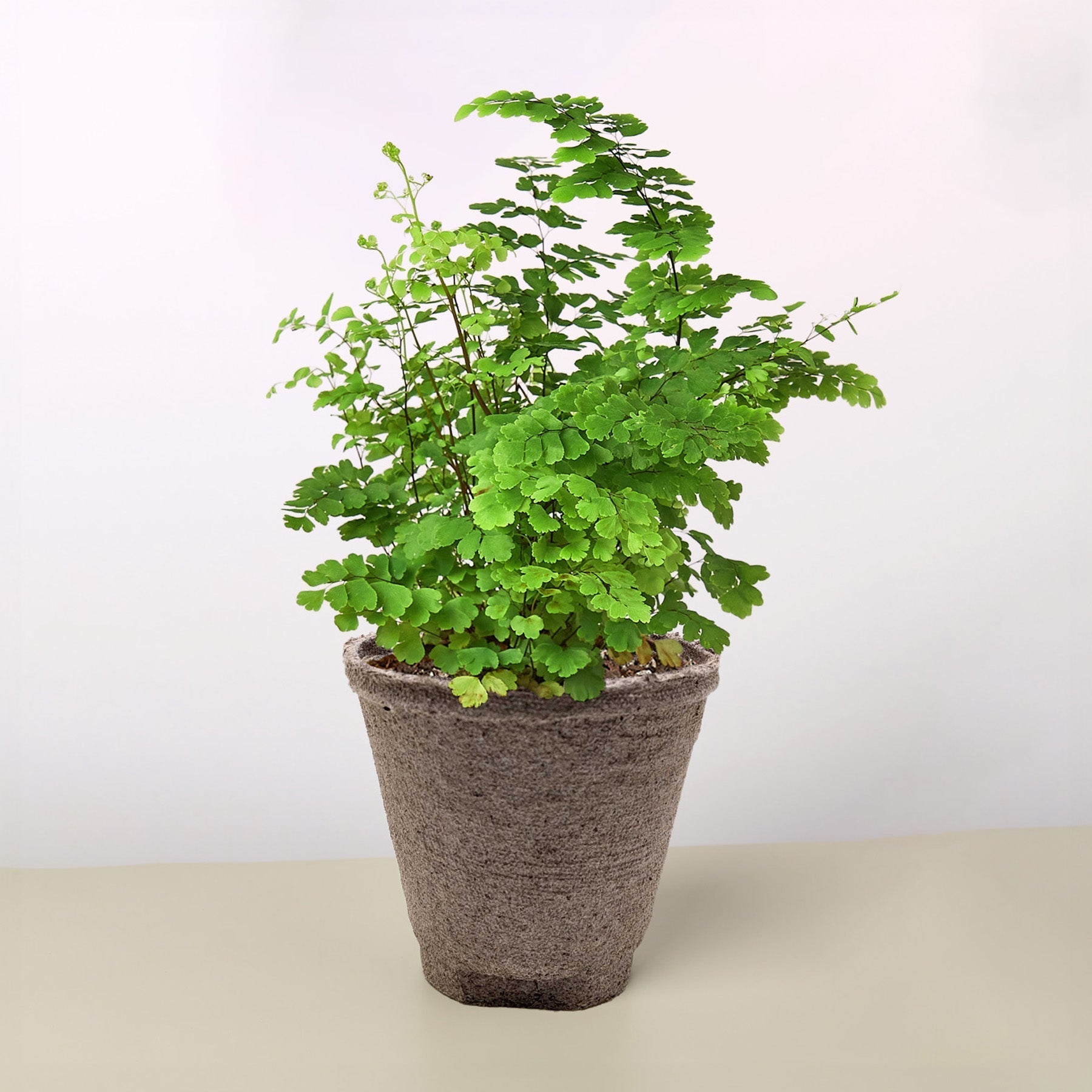 Maidenhair Fern indoor plant by Rooted Treasures Farms with lush green fronds in a gray pot on Tampa Home & Garden Store