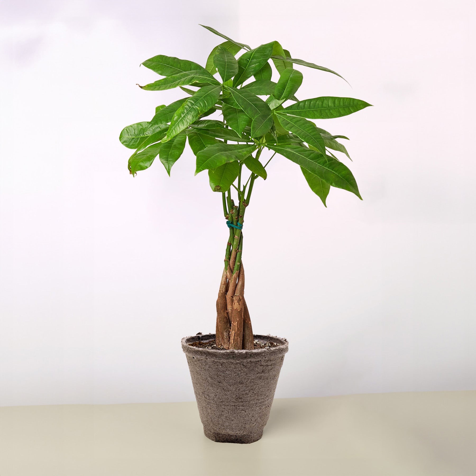 Money Tree Pachira Braid indoor potted plant with braided trunk and glossy green leaves on Tampa Home & Garden Store