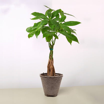Money Tree Pachira Braid indoor potted plant with braided trunk and glossy green leaves on Tampa Home & Garden Store