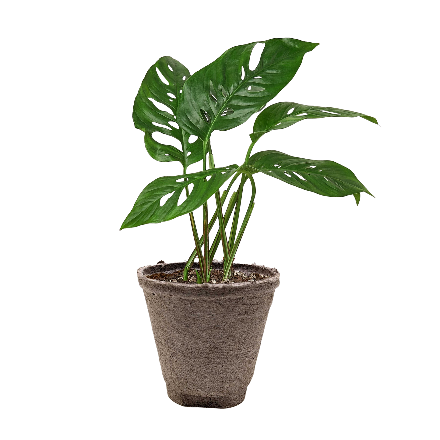 Monstera Adansonii Swiss Cheese plant in a 6-inch pot with green leaves Rooted Treasures Farms on Tampa Home & Garden Store