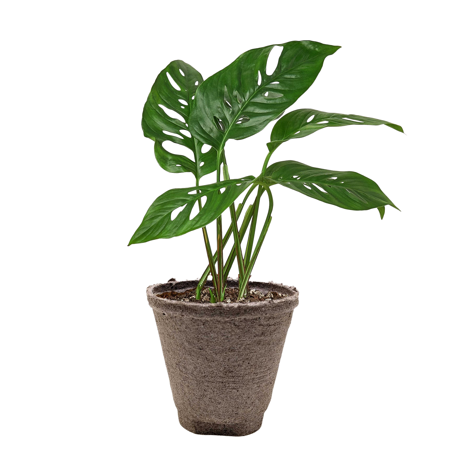Monstera Adansonii Swiss Cheese plant in a 6-inch pot with green leaves Rooted Treasures Farms on Tampa Home & Garden Store