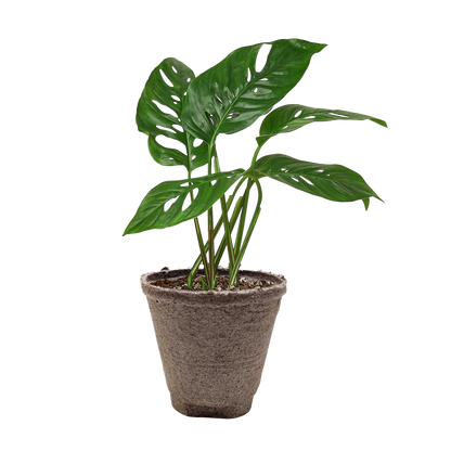 Monstera Adansonii Swiss Cheese plant in a 6-inch pot with green leaves Rooted Treasures Farms on Tampa Home & Garden Store