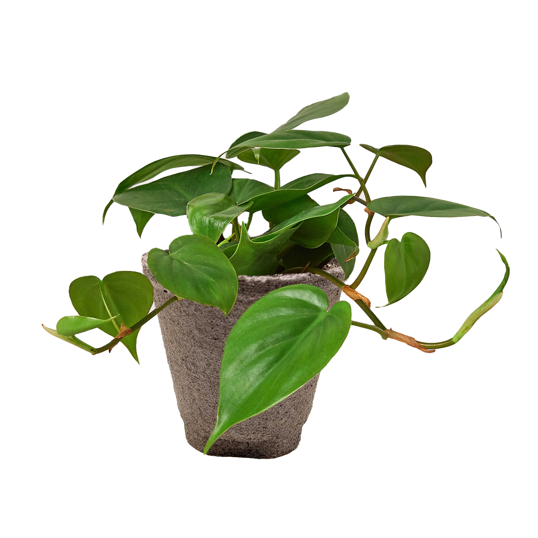 Philodendron Cordatum Heartleaf indoor plant trailing vines Rooted Treasures Farms on Tampa Home & Garden Store