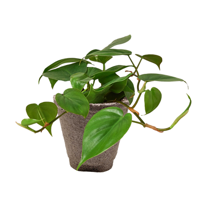 Philodendron Cordatum Heartleaf indoor plant trailing vines Rooted Treasures Farms on Tampa Home & Garden Store