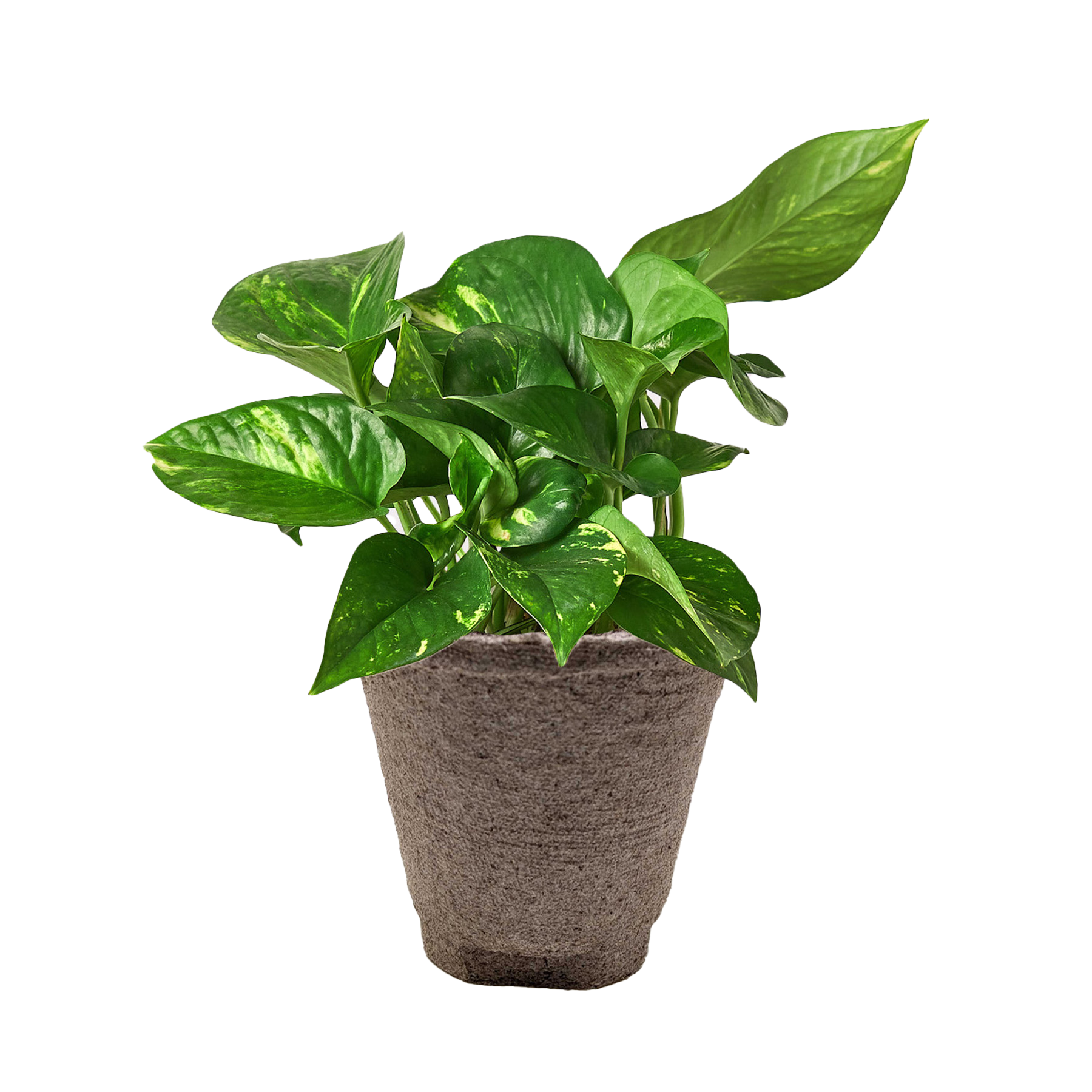 Pothos Golden indoor potted plant with variegated green leaves in a textured brown pot on Tampa Home & Garden Store