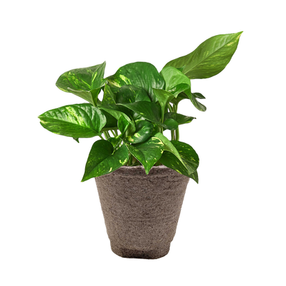Pothos Golden indoor potted plant with variegated green leaves in a textured brown pot on Tampa Home & Garden Store