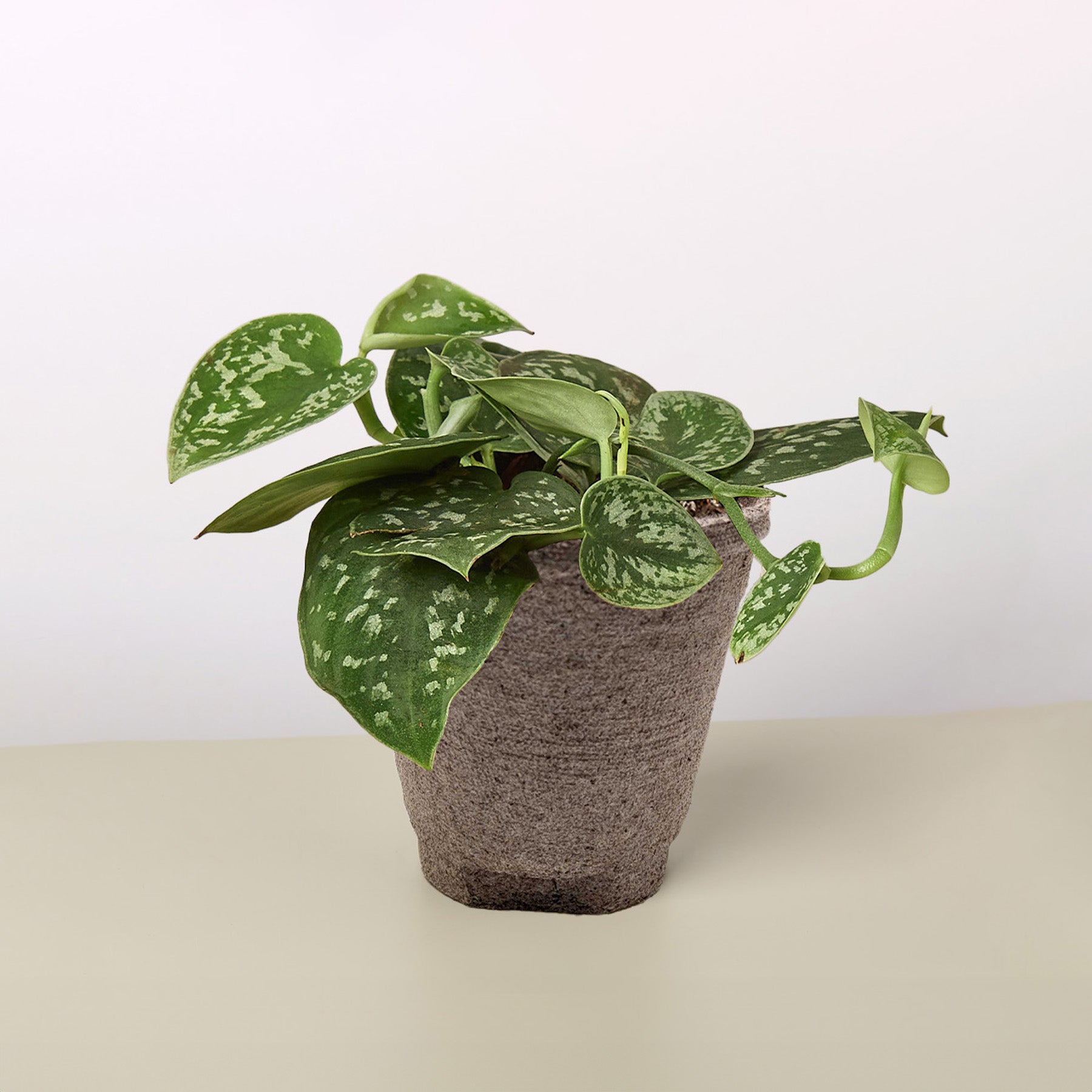 Pothos Satin indoor plant with variegated green leaves in a textured gray pot on Tampa Home & Garden Store