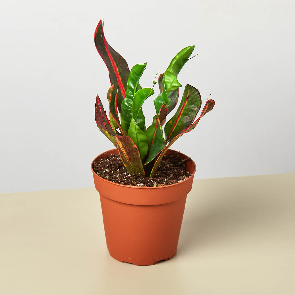 Croton Mammy indoor plant with glossy green leaves and red-edged margins in terracotta pot on Tampa Home & Garden Store