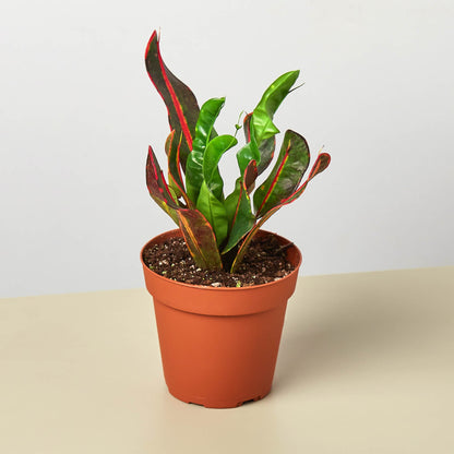 Croton Mammy indoor plant with glossy green leaves and red-edged margins in terracotta pot on Tampa Home & Garden Store