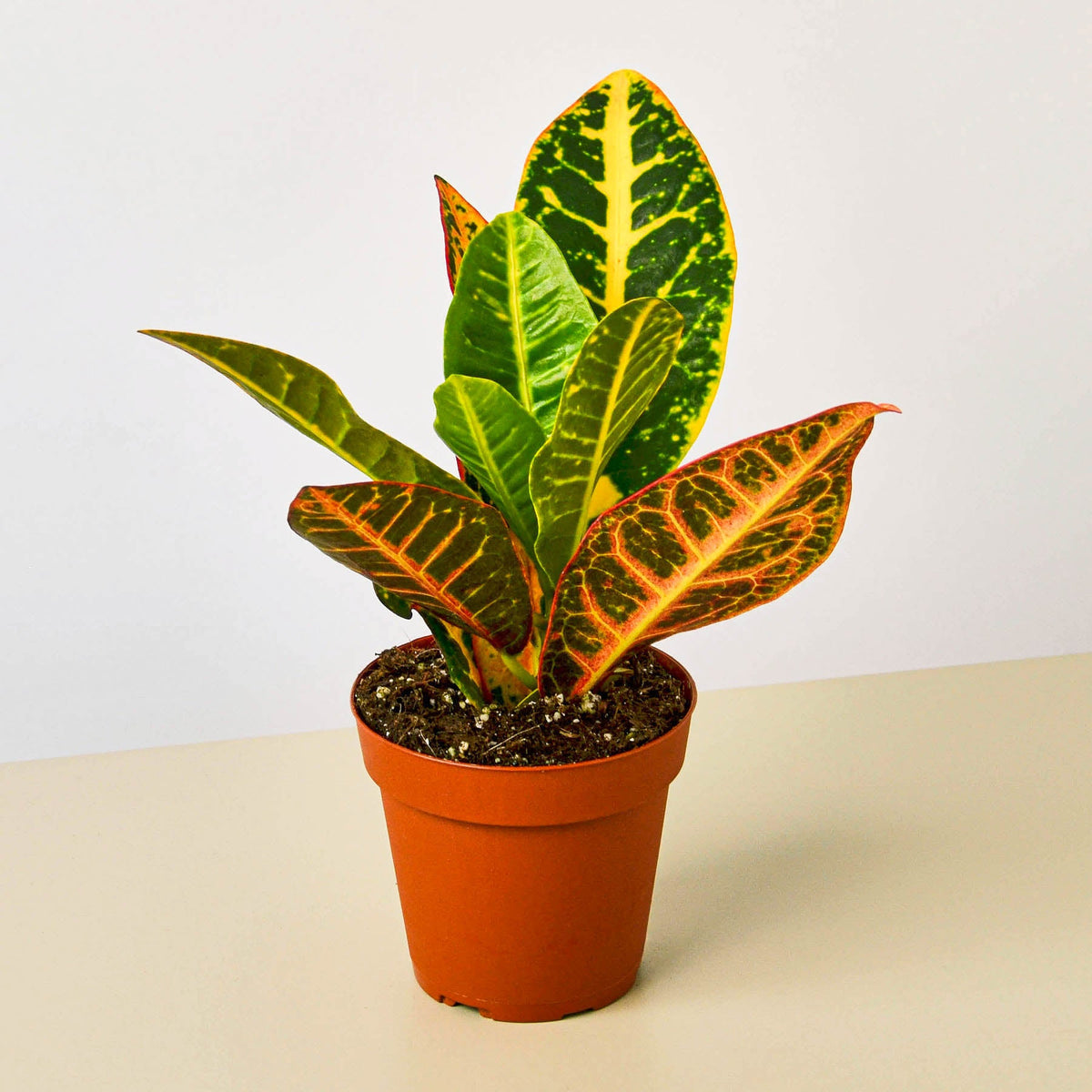 Croton Petra Joseph's Coat indoor plant with colorful variegated leaves on Tampa Home & Garden Store