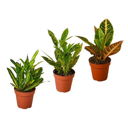 3 Croton Variety Pack in 4 Inch Pots Live Plants