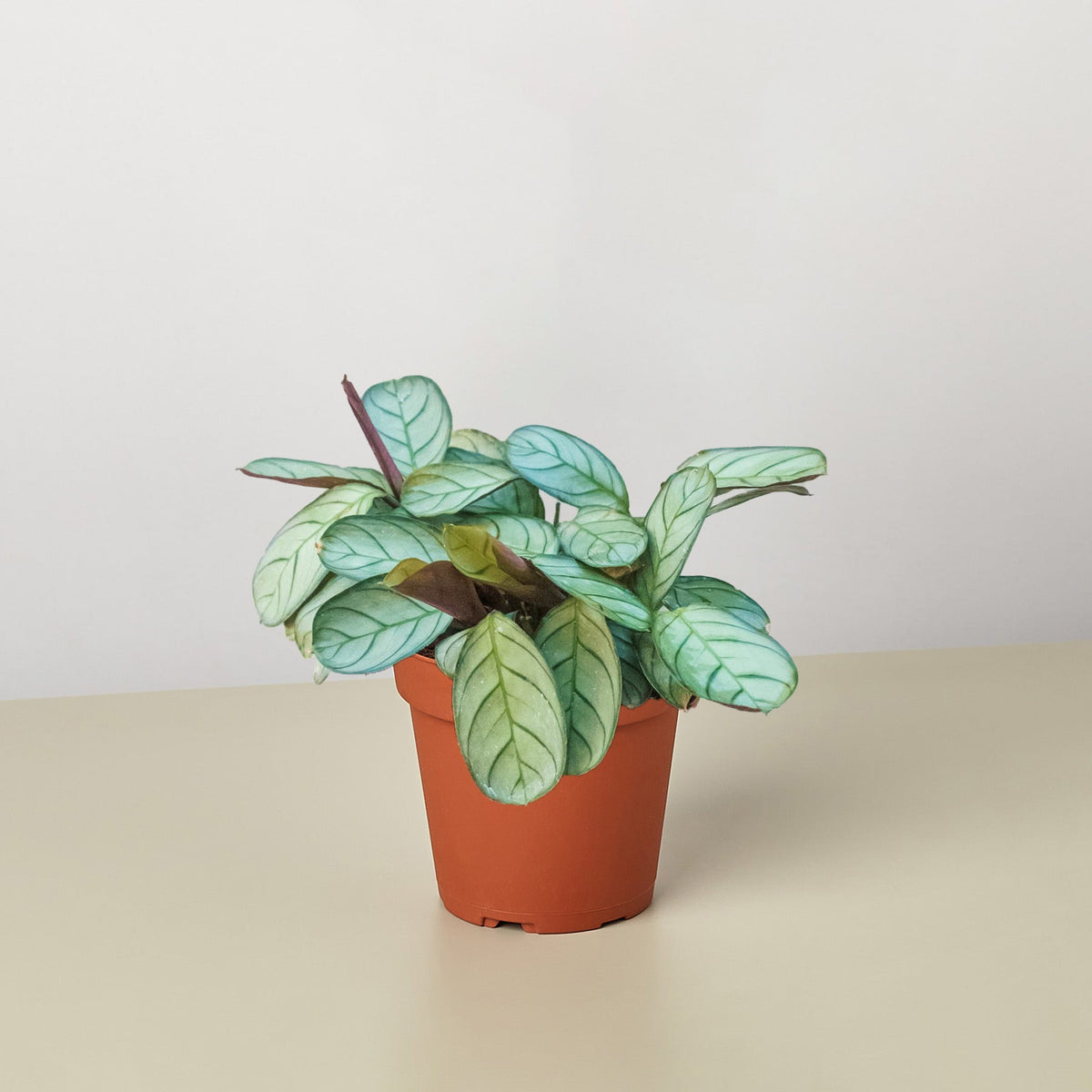 Ctenanthe burle-marxii Amagris indoor plant in pot with blue-green leaves and purple stems on Tampa Home & Garden Store