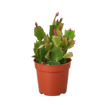Zygocactus Christmas Cactus in terracotta pot with green segmented leaves and red-tinged edges Rooted Treasures Farms on Tampa Home & Garden Store