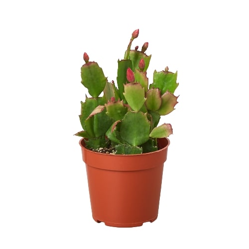 Zygocactus Christmas Cactus in terracotta pot with green segmented leaves and red-tinged edges Rooted Treasures Farms on Tampa Home & Garden Store