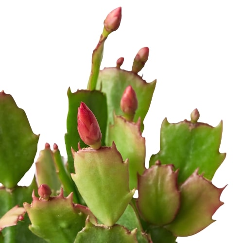 Zygocactus Christmas Cactus plant with pink bud tips on green serrated stems on Tampa Home & Garden Store