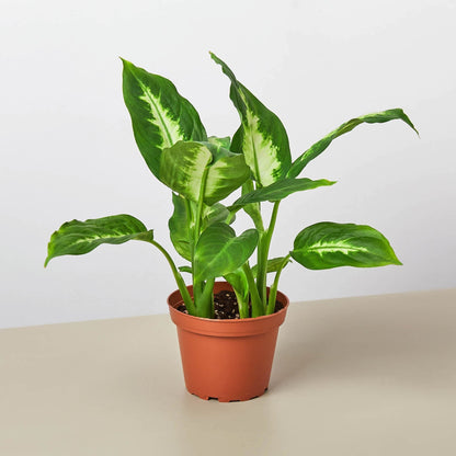 Dieffenbachia Camille variegated green-cream leaves in terracotta pot Rooted Treasures Farms on Tampa Home & Garden Store