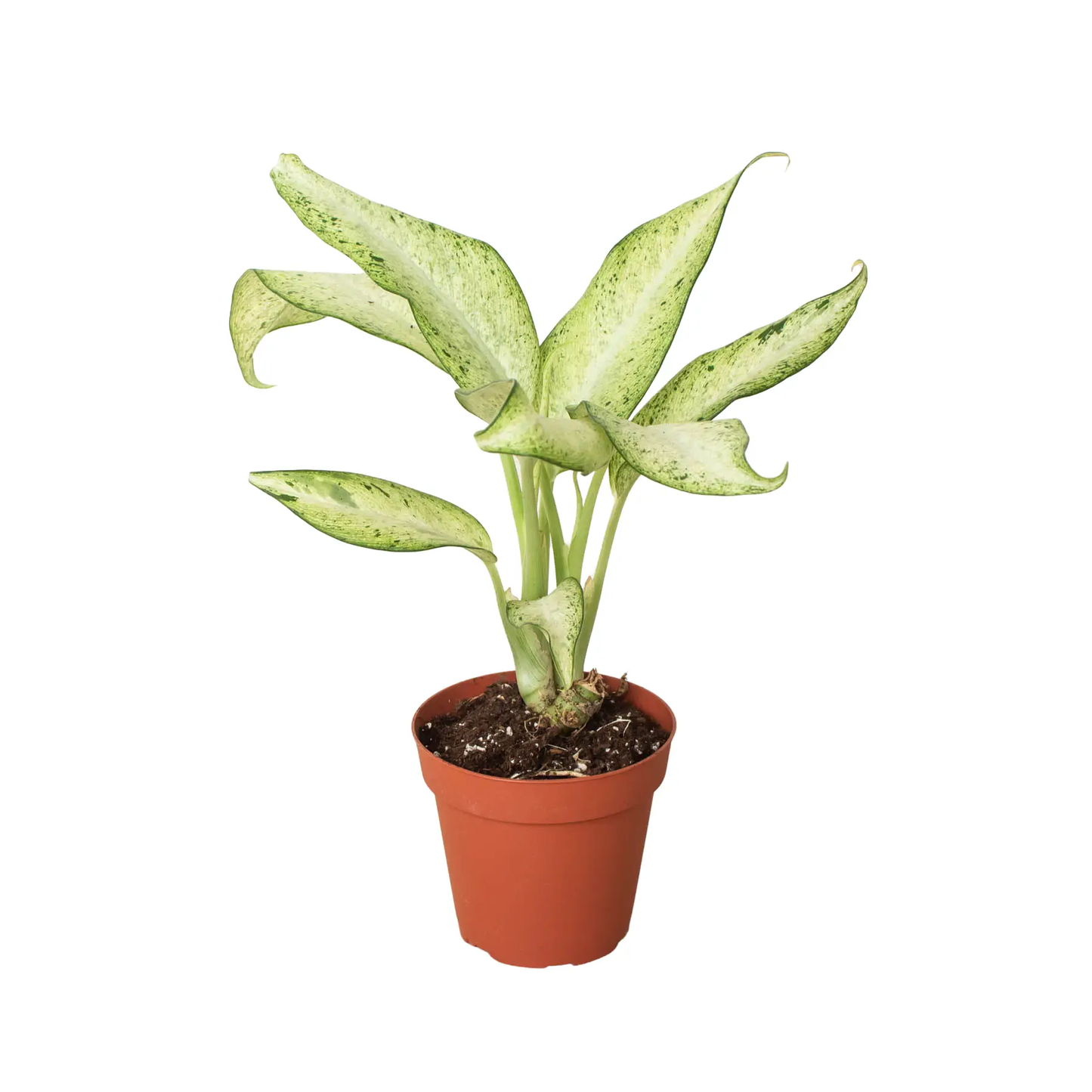 Dieffenbachia Camouflage Variegated House Plant