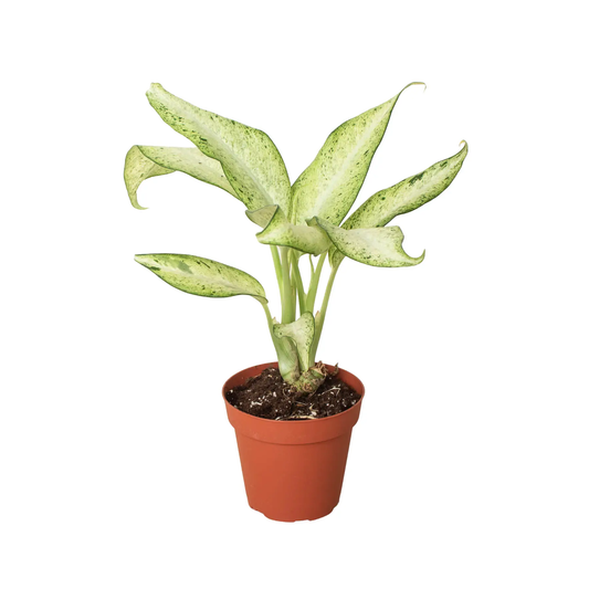 Dieffenbachia Camouflage indoor potted houseplant with pale green leaves in terracotta pot on Tampa Home & Garden Store
