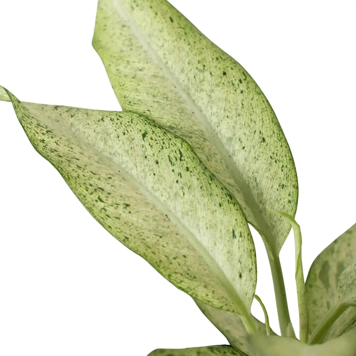 Dieffenbachia Camouflage Variegated House Plant