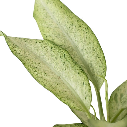 Dieffenbachia Camouflage Variegated House Plant