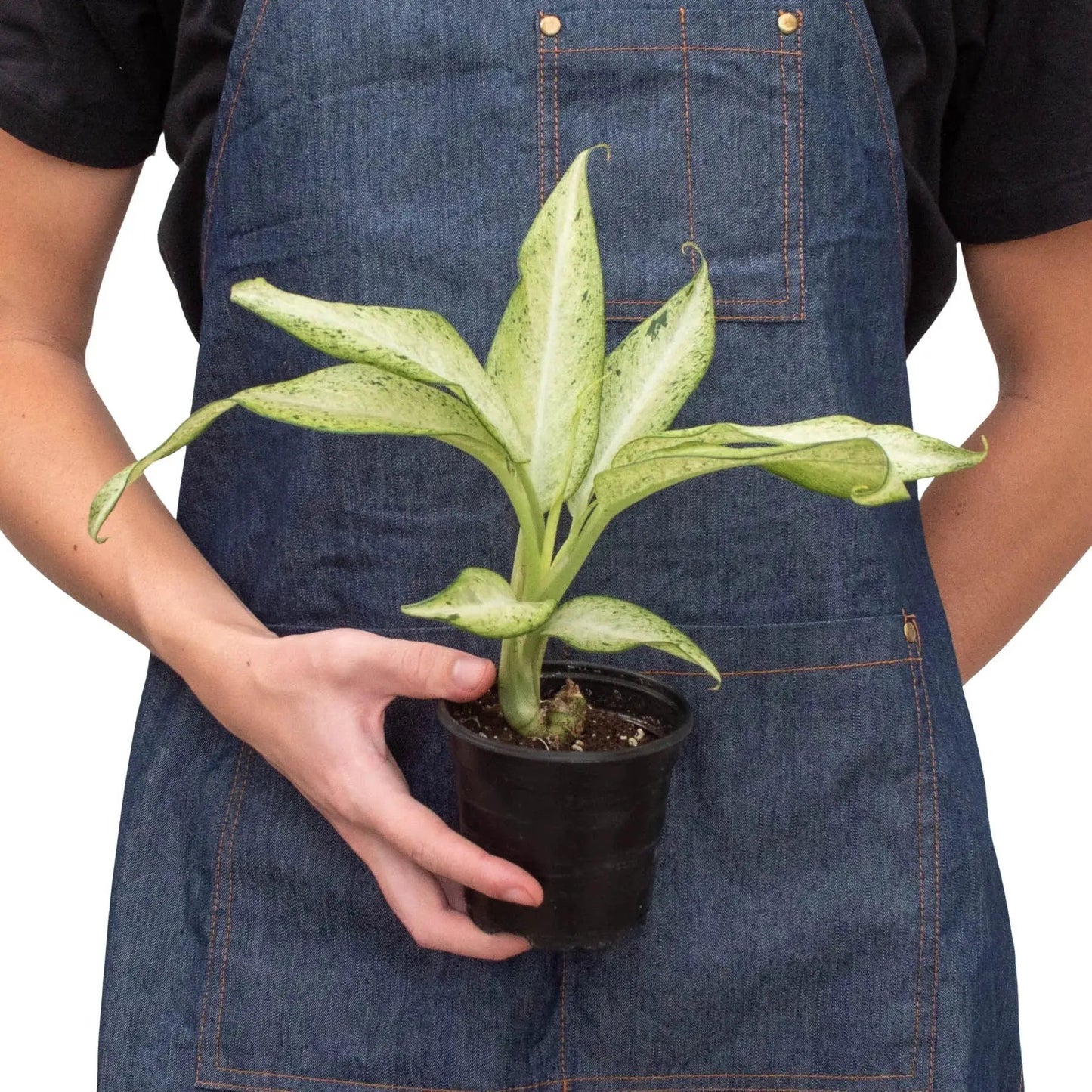 Dieffenbachia Camouflage Variegated House Plant