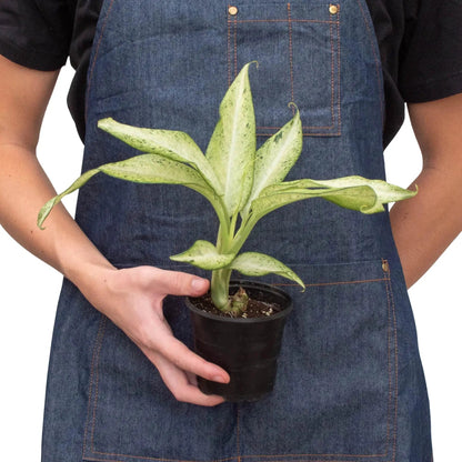 Dieffenbachia Camouflage Variegated House Plant