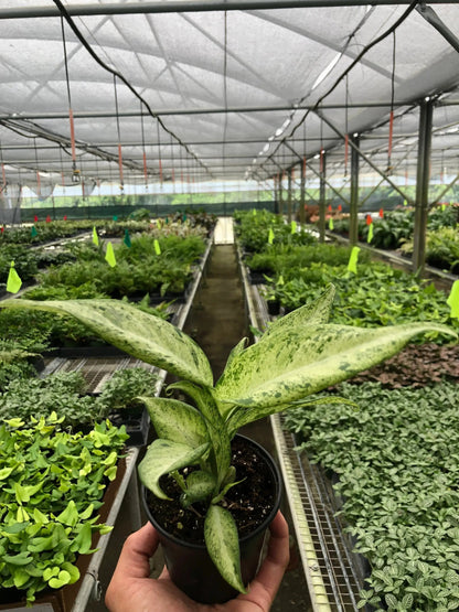 Dieffenbachia Camouflage Variegated House Plant