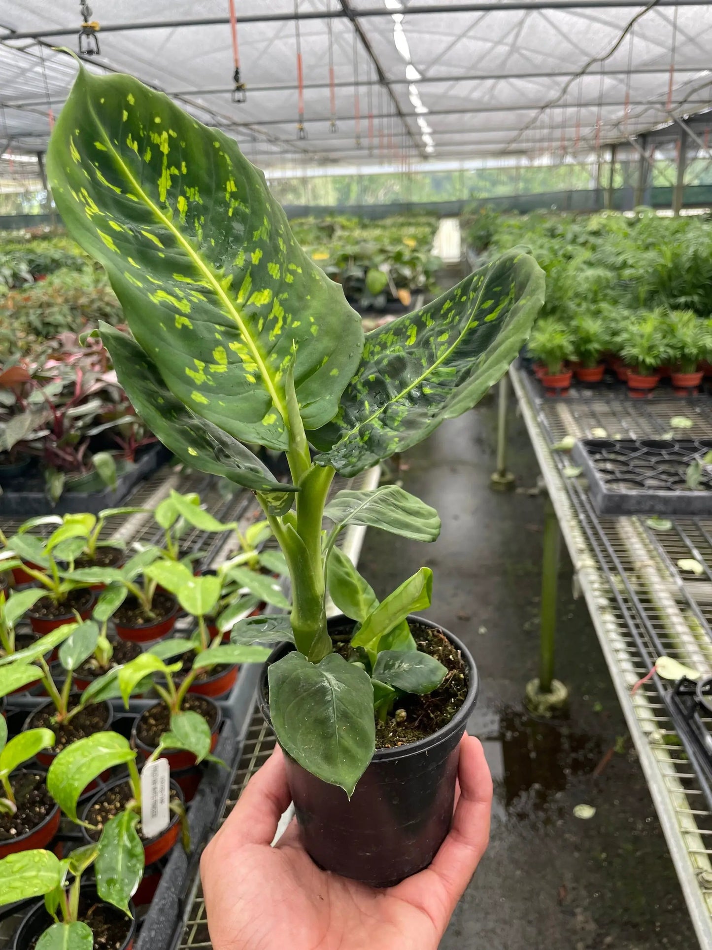 Dieffenbachia Reflector Plant for Indoor Decor