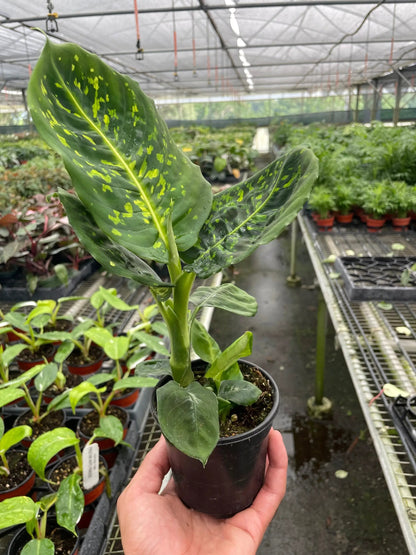 Dieffenbachia Reflector Plant for Indoor Decor
