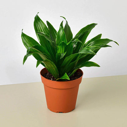 Dracaena Janet Craig indoor plant by House Plant Shop with green leaves in terracotta pot on Tampa Home & Garden Store