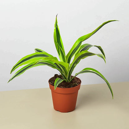 Dracaena Lemon Lime indoor plant variegated lime leaves Rooted Treasures Farms on Tampa Home & Garden Store