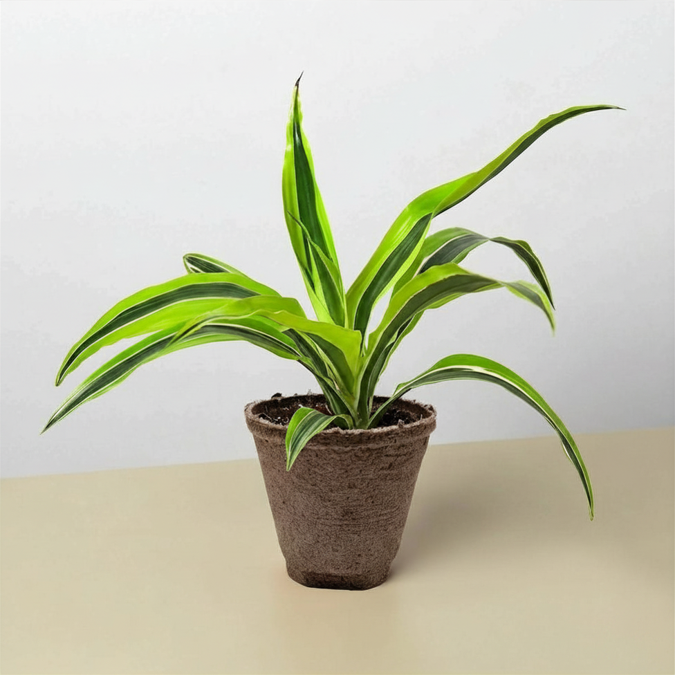 Dracaena Lemon Lime indoor plant with lime-green and dark-green striped leaves in a brown pot on Tampa Home & Garden Store