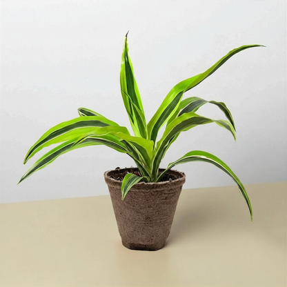 Dracaena Lemon Lime indoor plant with lime-green and dark-green striped leaves in a brown pot on Tampa Home & Garden Store