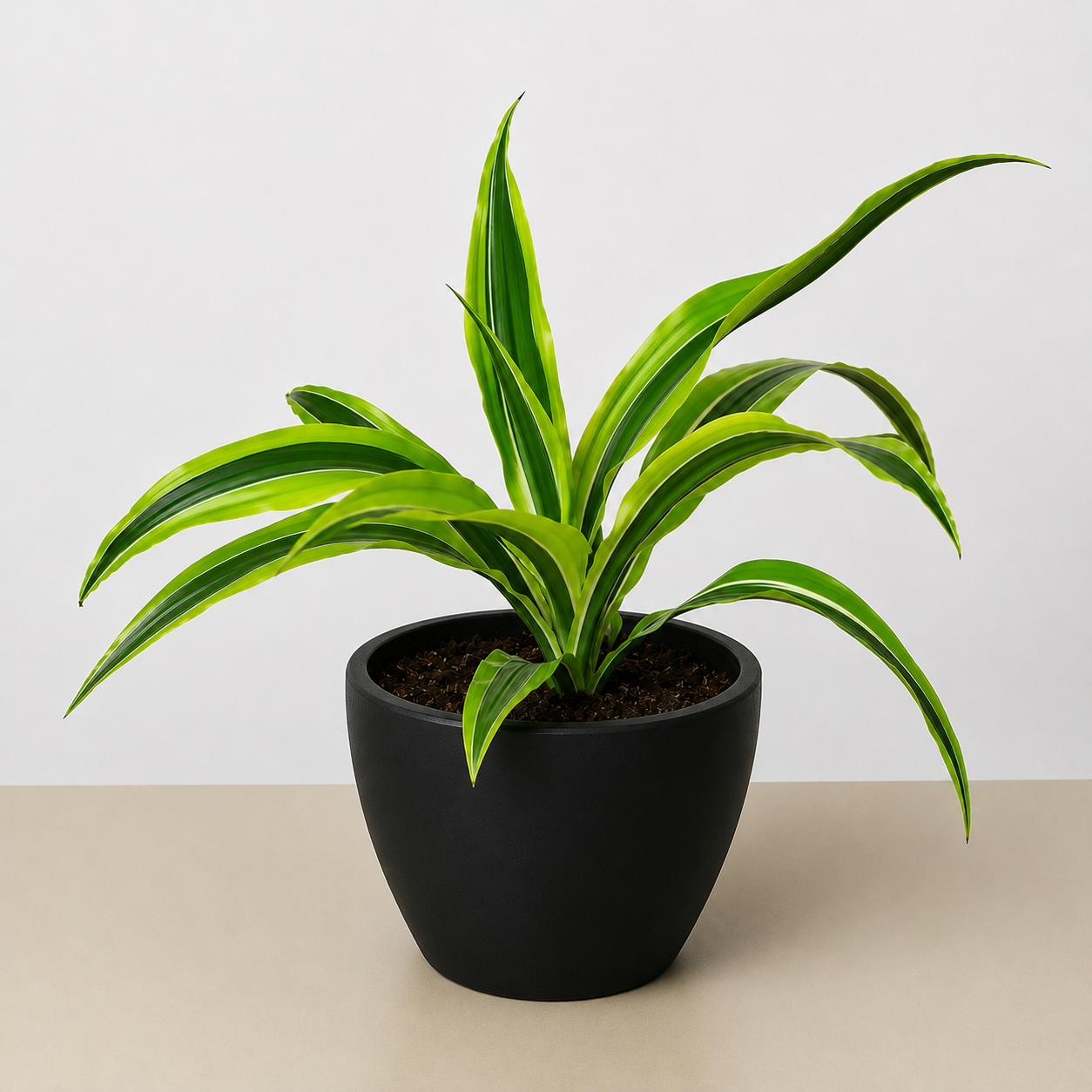 Dracaena Lemon Lime indoor plant with green-yellow variegated leaves in a black pot on Tampa Home & Garden Store